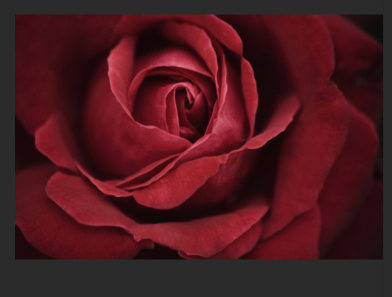 ROSA.png