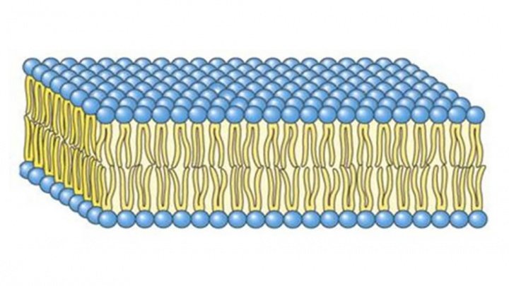 celula_artificial02-720x405.jpg